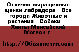 Отлично выращенные щенки лабрадора - Все города Животные и растения » Собаки   . Ханты-Мансийский,Мегион г.